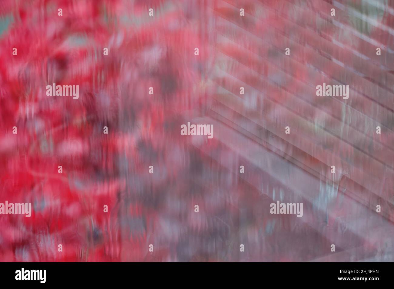 Dreamlike composition... light coloured window blind and window sill fuse with blurred scarlet red leaves Stock Photo