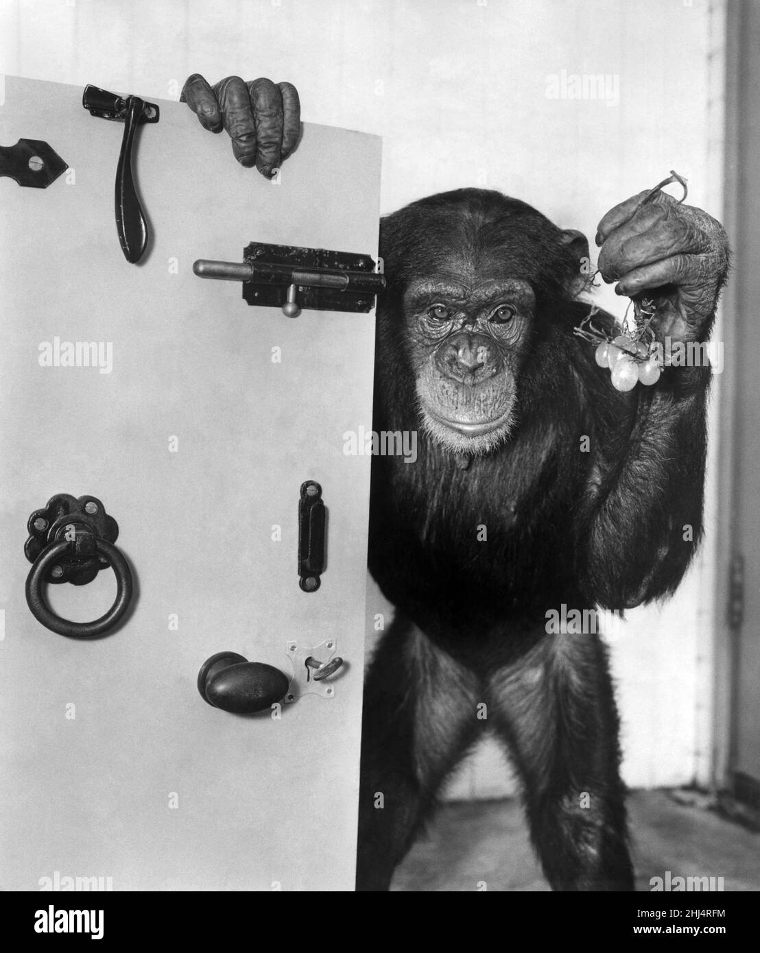 Animals: Chimpanzees: Safe Breaker Ö. A tip off from the grape vine, and  real inside information brought 