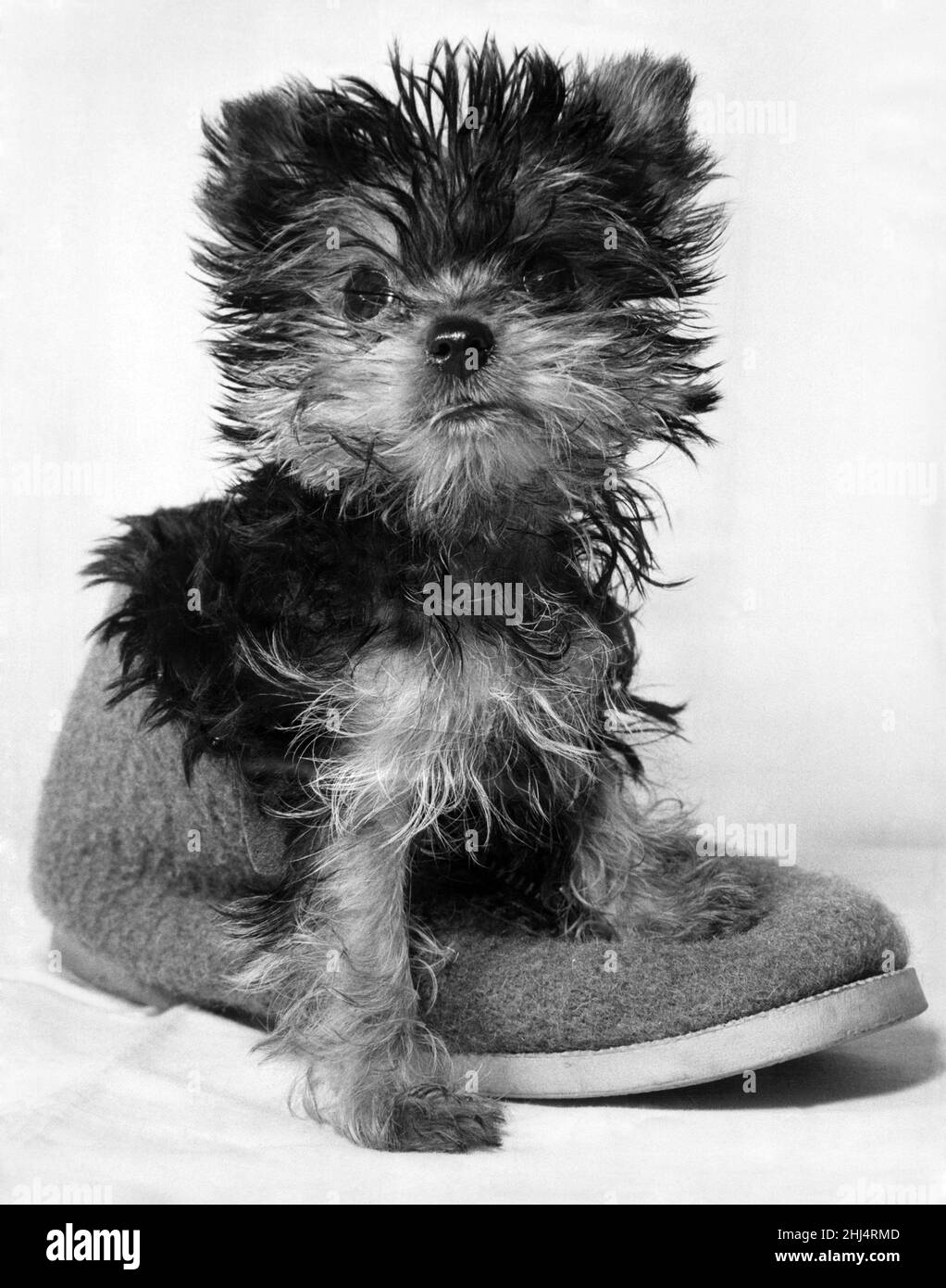 Animals: Dogs: Daisy Belle, Betty TayÍs miniature Yorkshire terrier, pictured by Mirror cameraman Monte Fresco. December 1960 P022123 Stock Photo