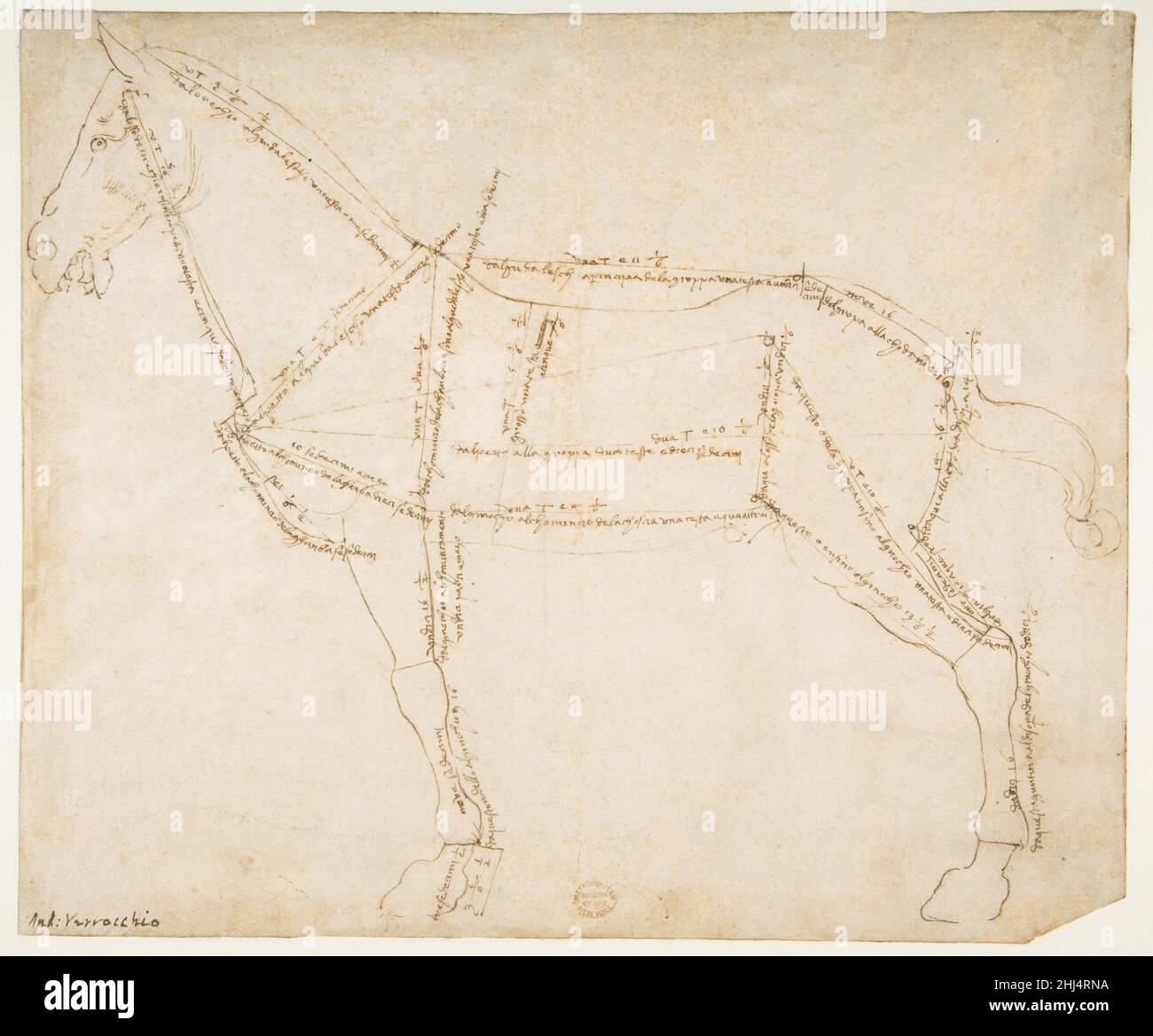 Preoccupation Examples Measured Drawing of a Horse Facing Left (recto) ca. 1480–88 Andrea del ...