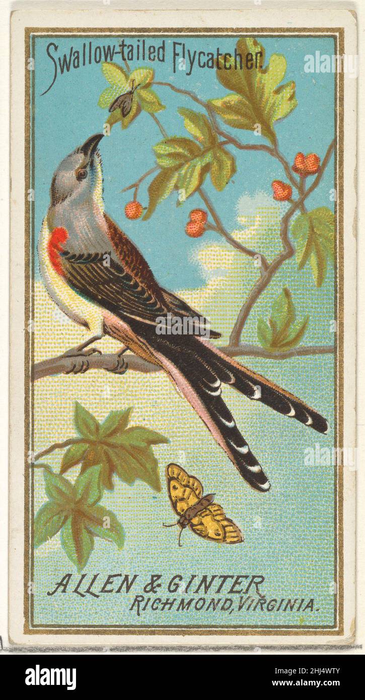Swallow-tailed Flycatcher, from the Birds of America series (N4) for Allen & Ginter Cigarettes Brands 1888 Issued by Allen & Ginter American Trade cards from the 'Birds of America' series (N4), issued in 1888 in a series of 50 cards to promote Allen & Ginter Brand Cigarettes.. Swallow-tailed Flycatcher, from the Birds of America series (N4) for Allen & Ginter Cigarettes Brands  406633 Stock Photo