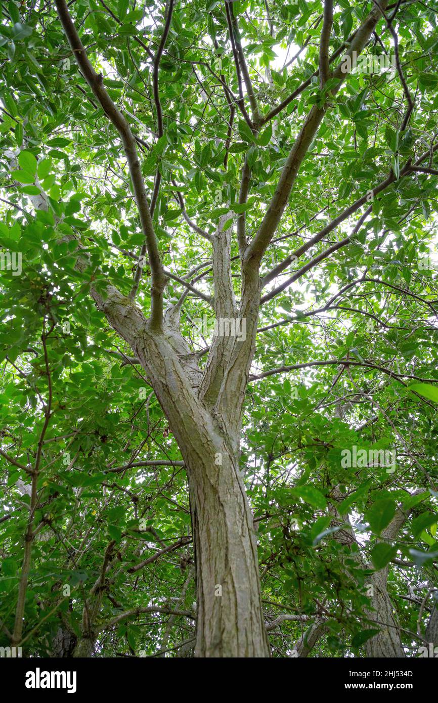 Salix pentandra crown Stock Photo