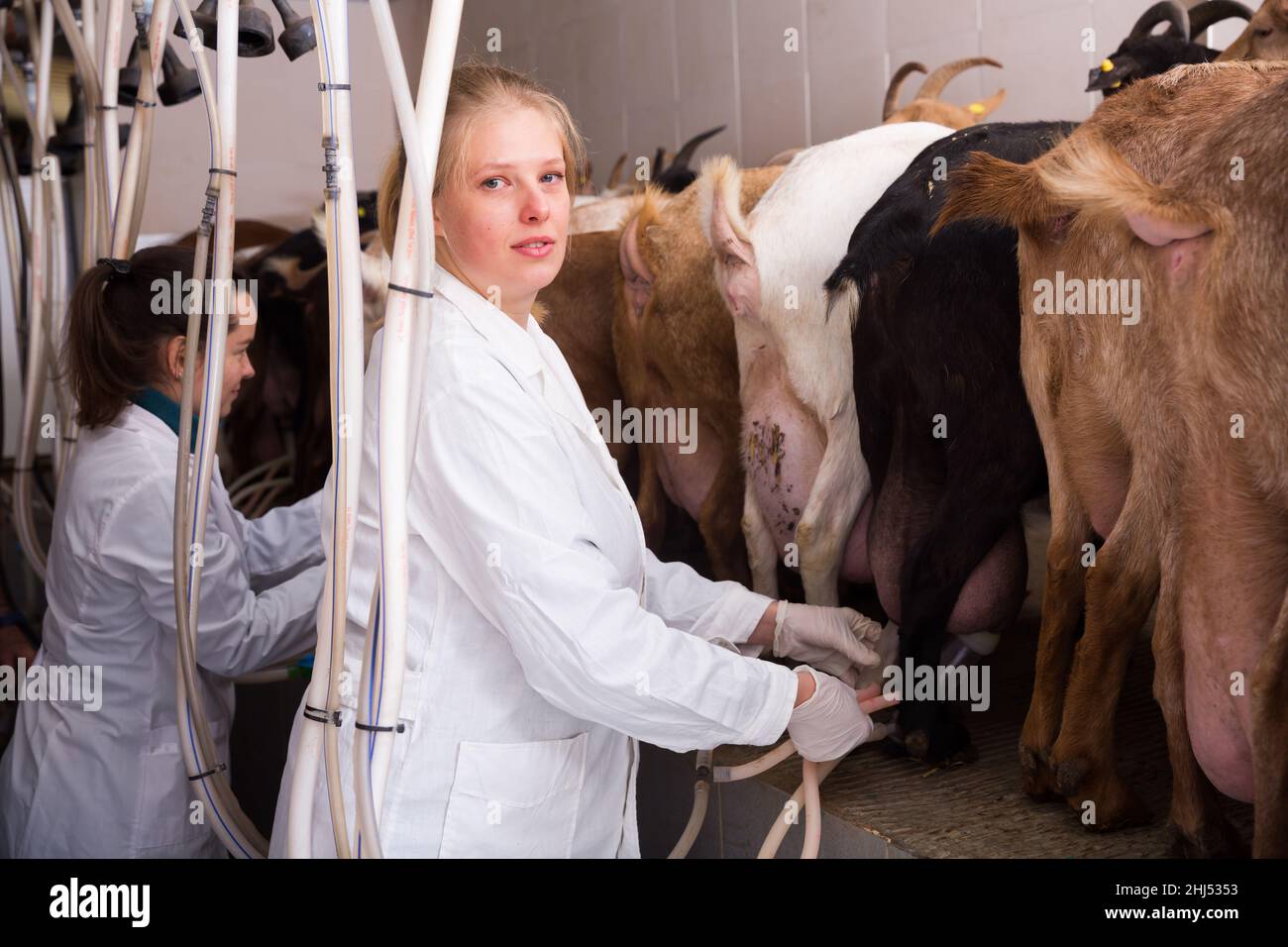 Two women milking goats Stock Photo