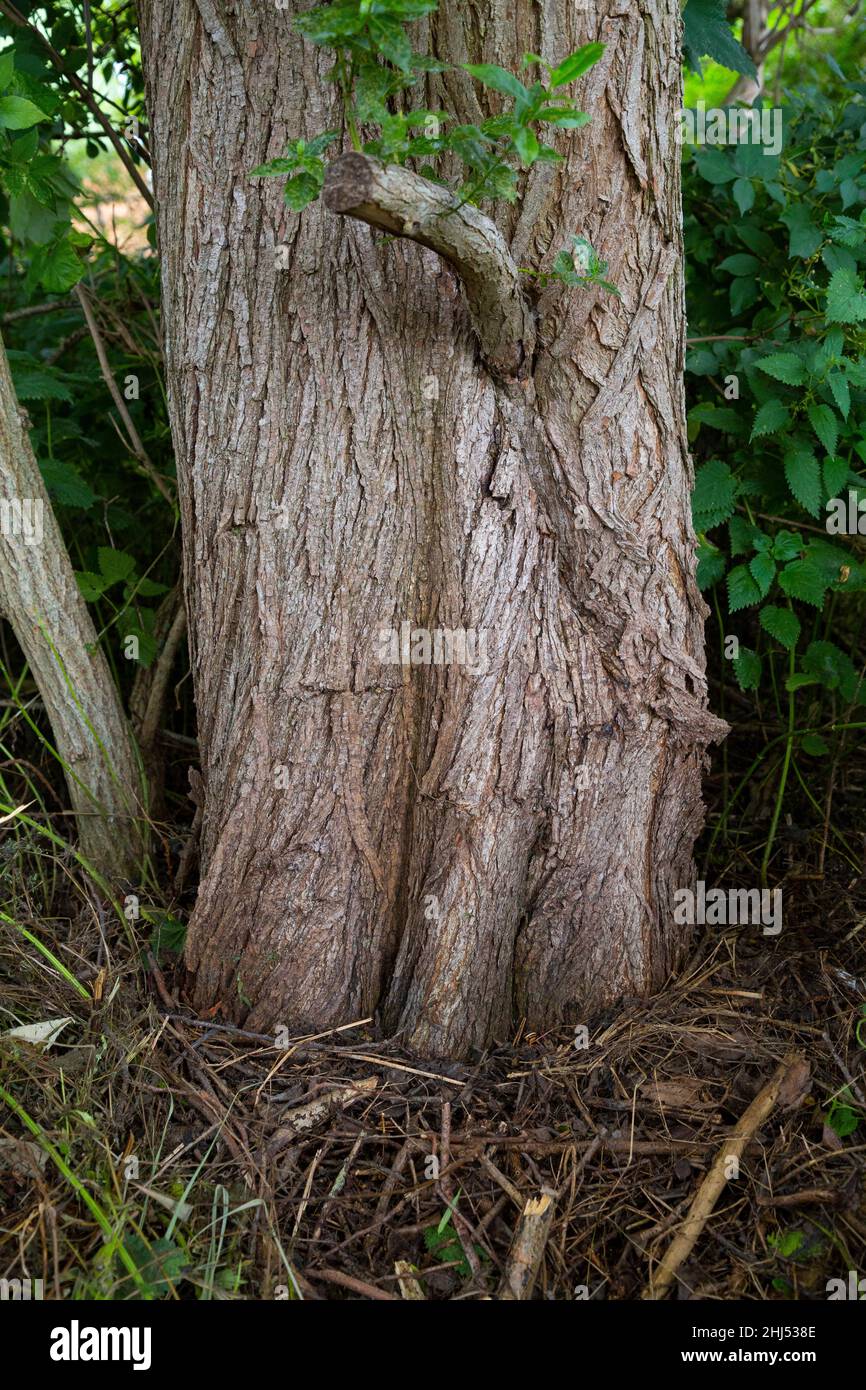 Salix pentandra trunk base Stock Photo