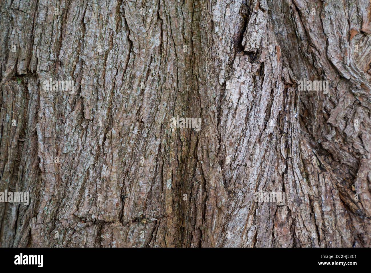 Salix pentandra bark Stock Photo