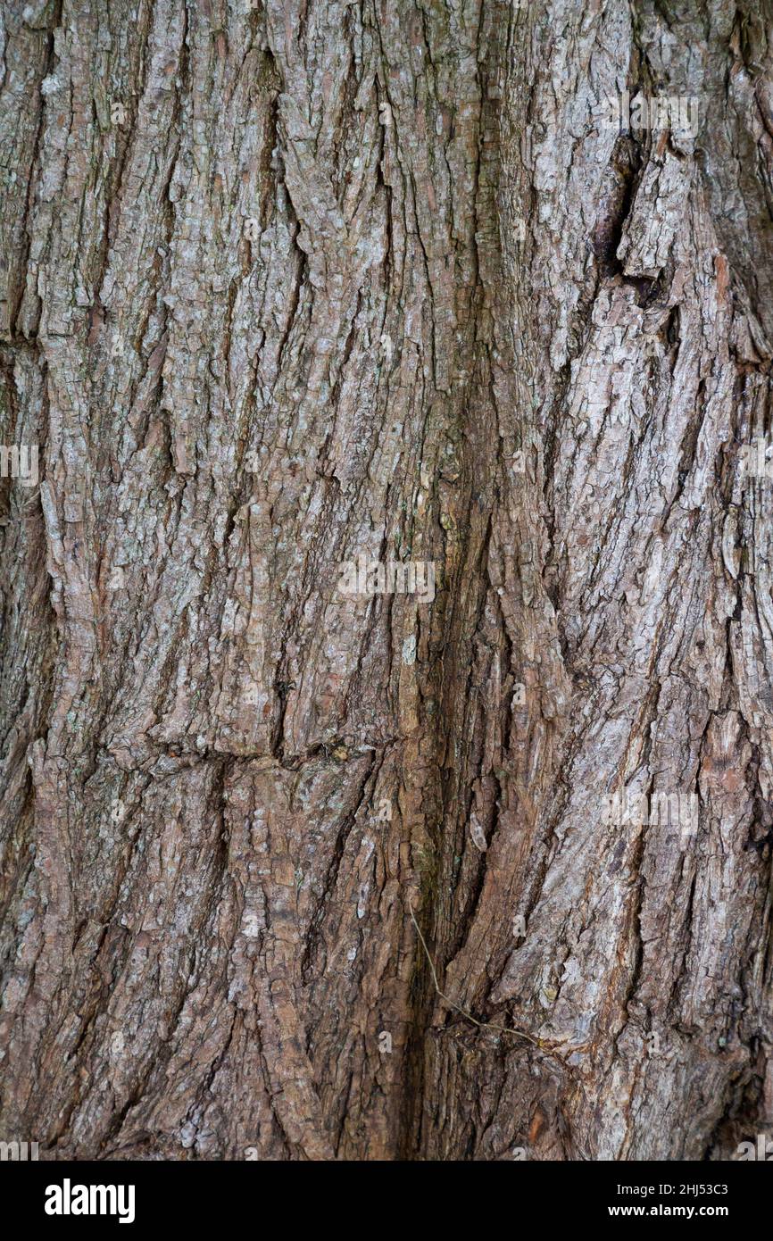 Salix pentandra bark Stock Photo