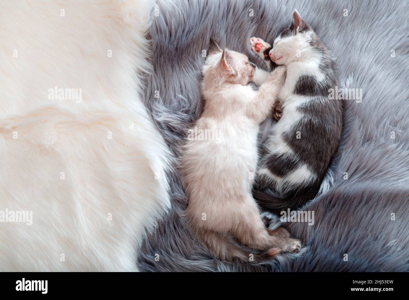 Cute Couple little happy kittens in love sleep together on gray fluffy plaid. Two cats pets animal comfortably sleep relax at cozy home. Banner for Stock Photo