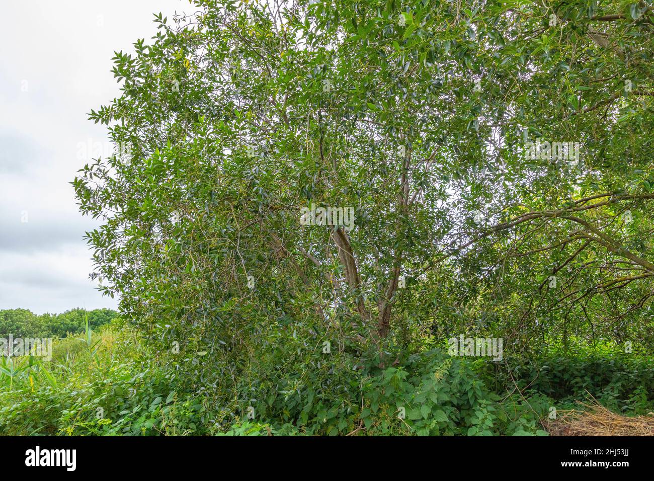 Salix pentandra tree Stock Photo