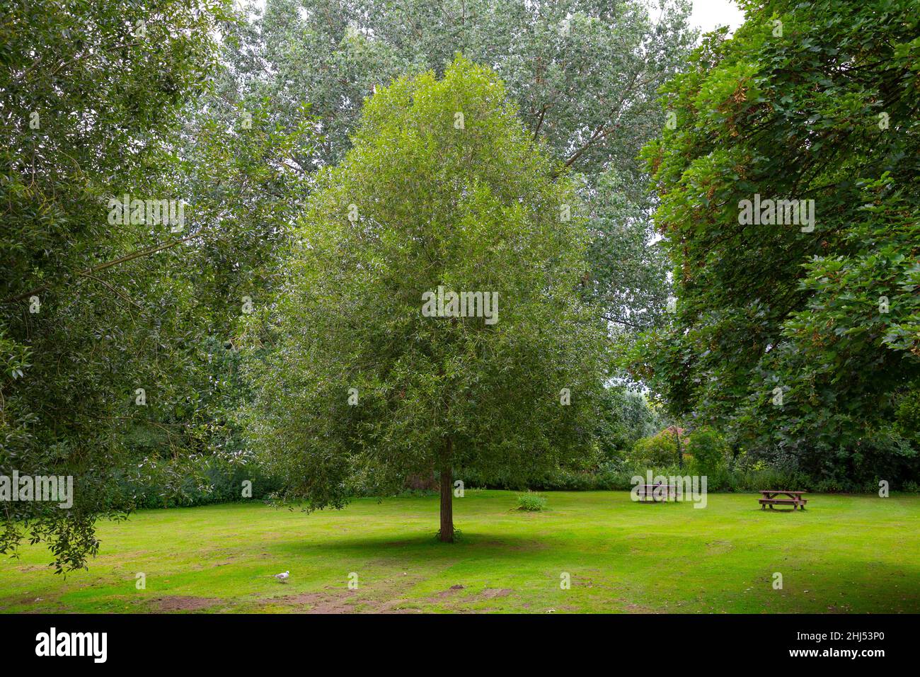 Salix pentandra tree in a park Stock Photo