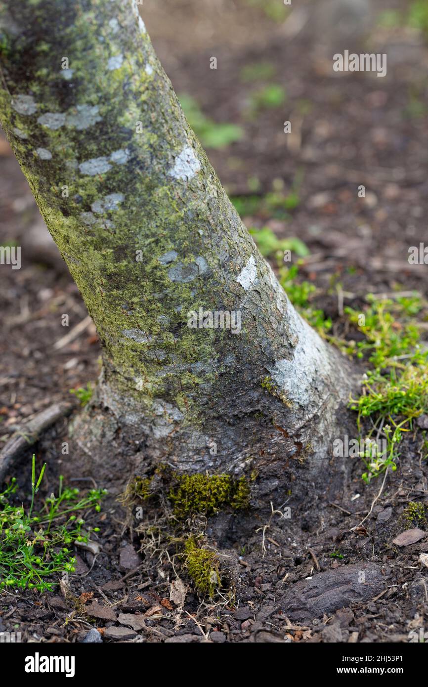 Sorbus rupicola trunk base Stock Photo