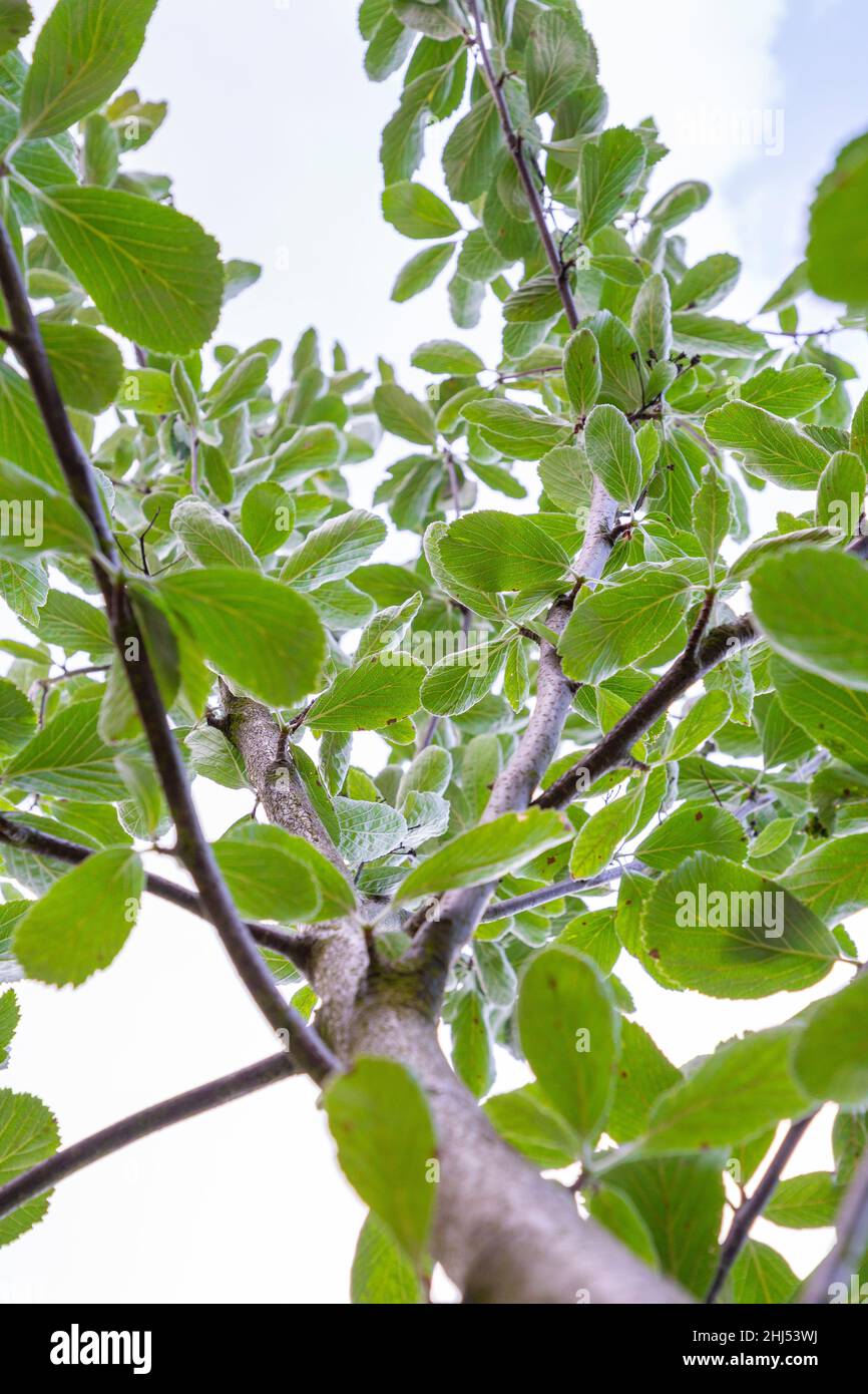 Sorbus rupicola crown Stock Photo