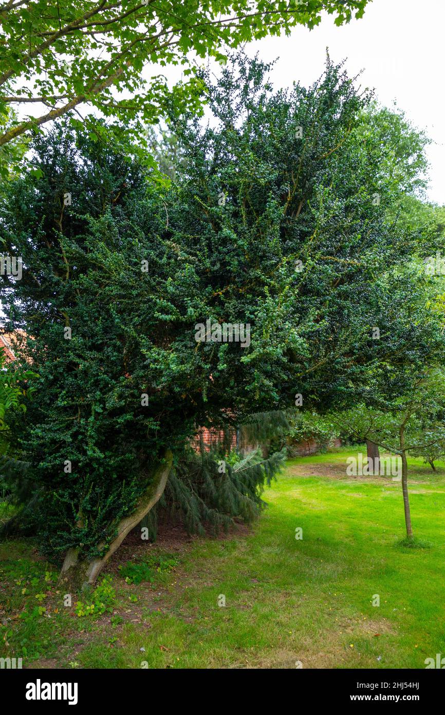 Common box buxus sempervirens garden hi-res stock photography and ...