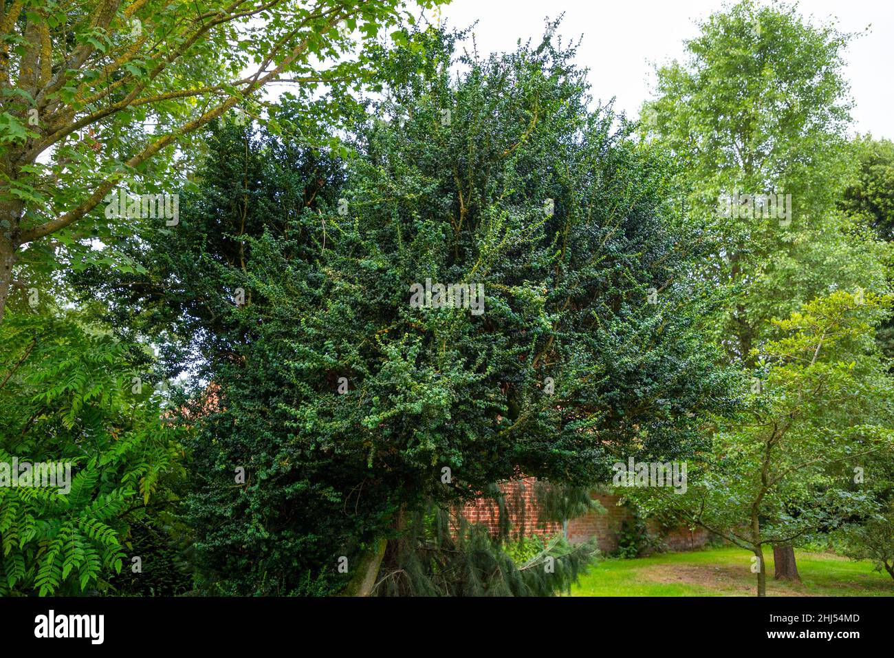 Common box buxus sempervirens garden hi-res stock photography and ...