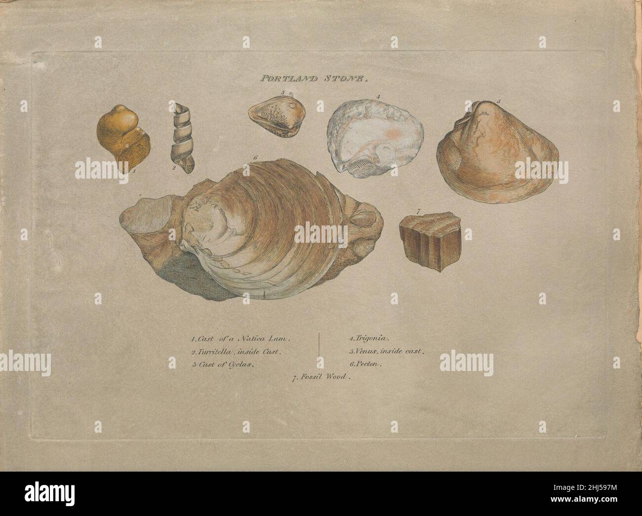Strata identified by organized fossils Stock Photo Alamy