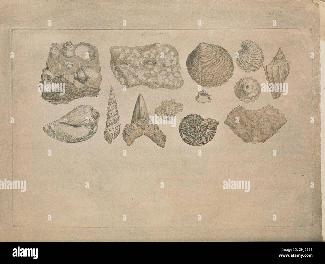 Strata identified by organized fossils Stock Photo Alamy