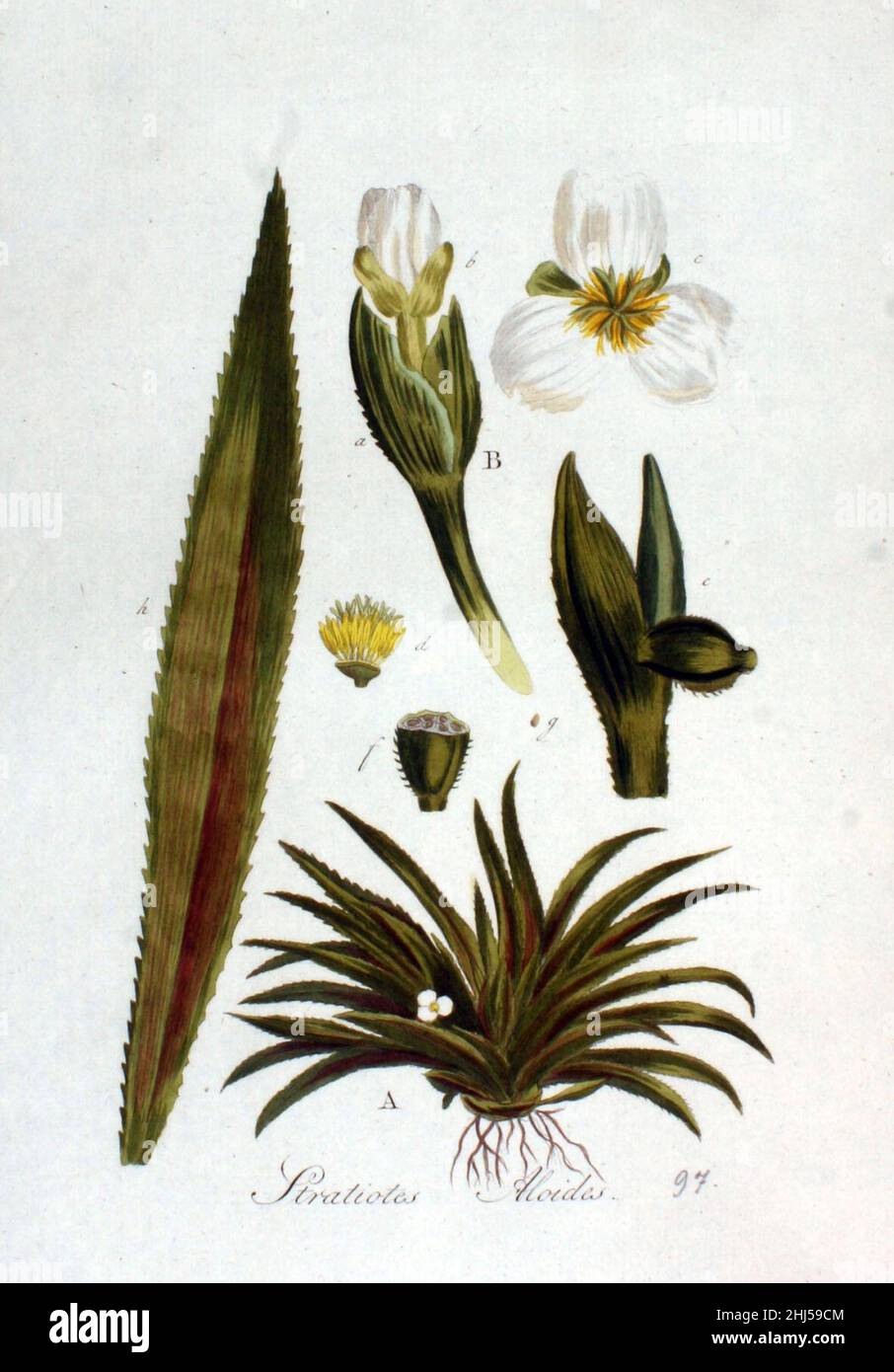 Stratiotes aloides — Flora Batava — Volume v2. Stock Photo