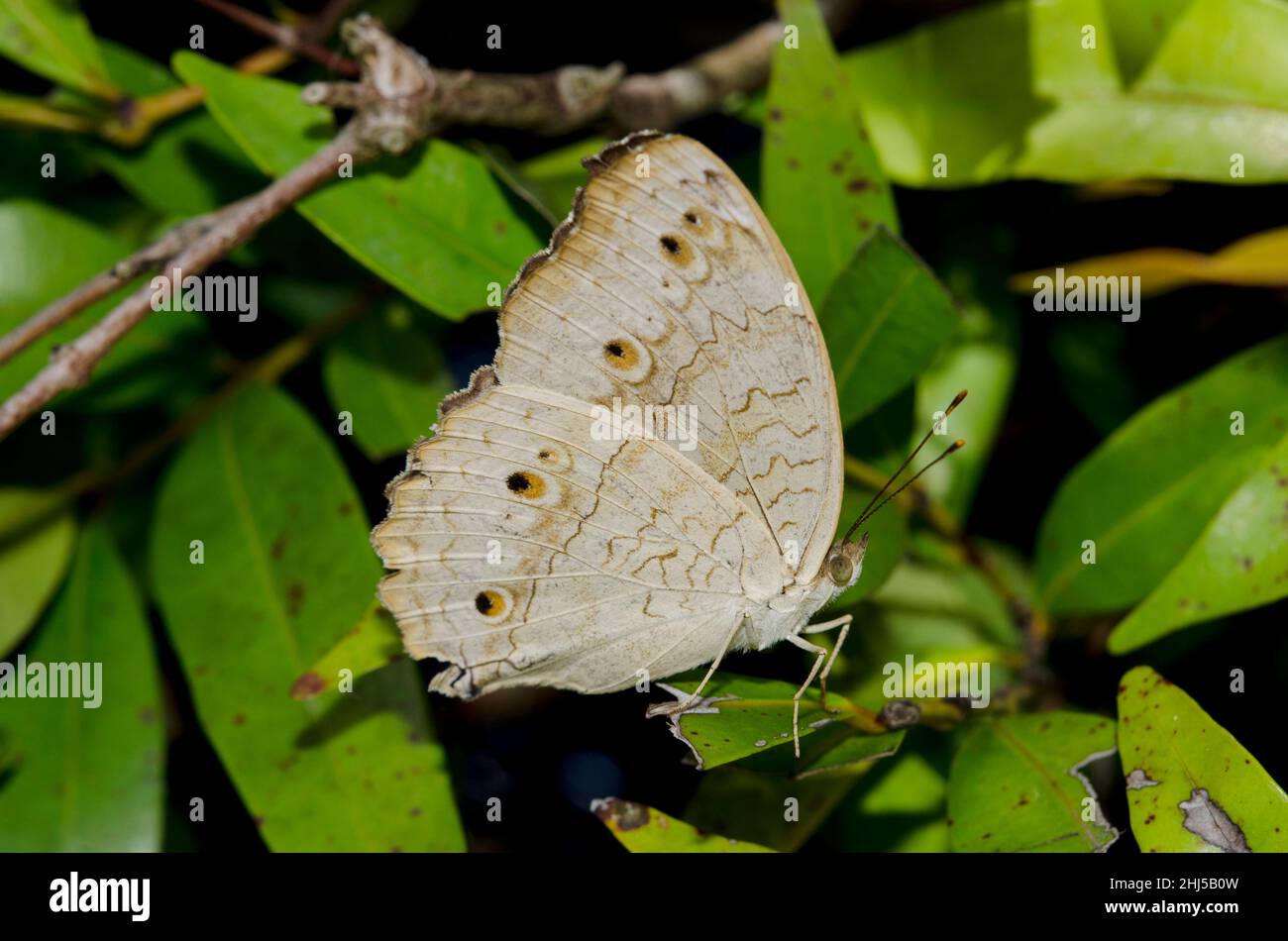 Grey Pansy Butterfly, Junonia atlites, on leaves, Pering, Gianyar, Bali, Indonesia Stock Photo