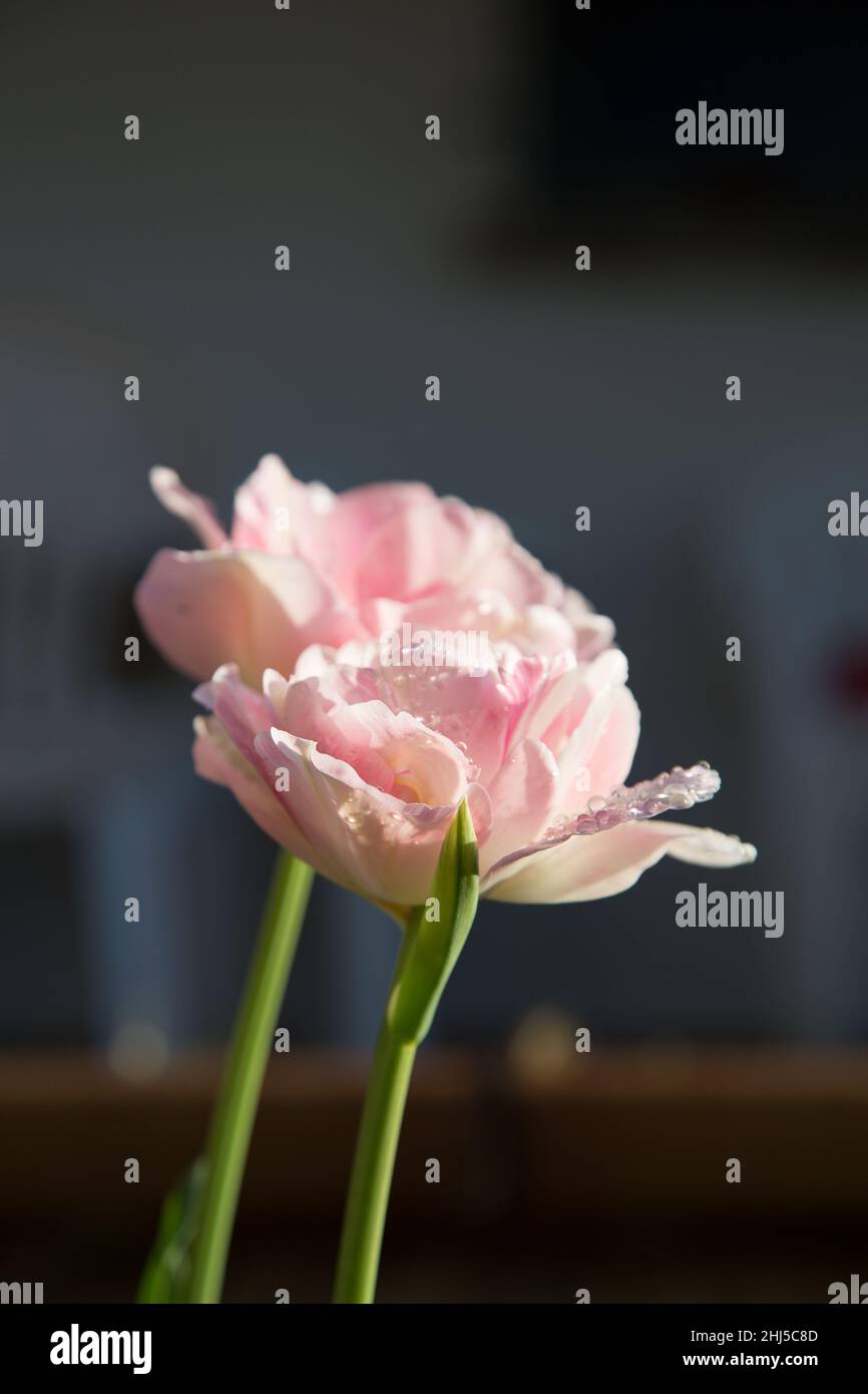 A vertical shot of pink peony tulips with blurry background Stock Photo