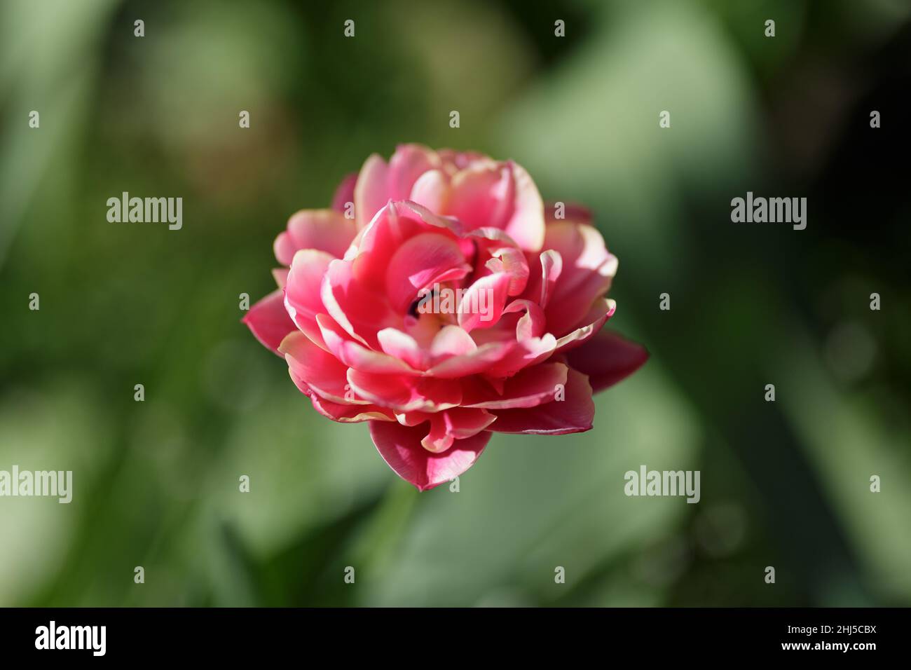 Closeup shot of blooming pink drumline tulip with a bokeh background Stock Photo