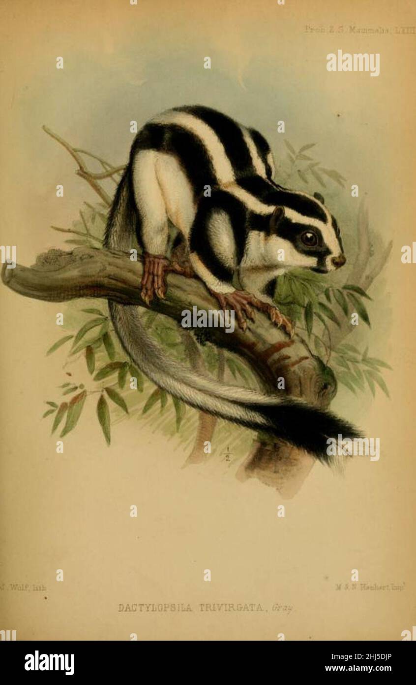 Striped Possum, illustrated by J. Wolf (1858 Stock Photo Alamy