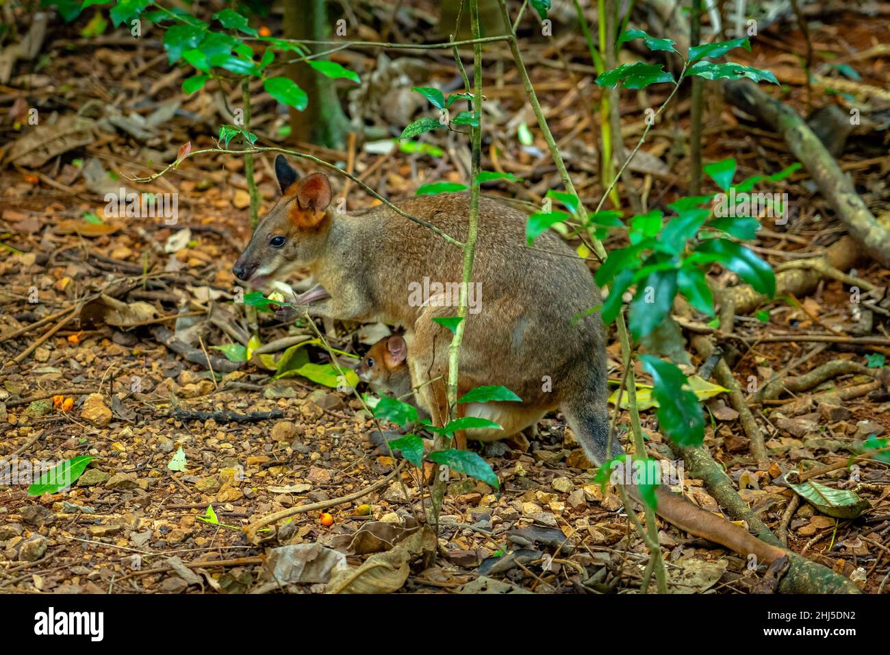 Little wallaby kangaroo with a baby in her pouch Stock Photo