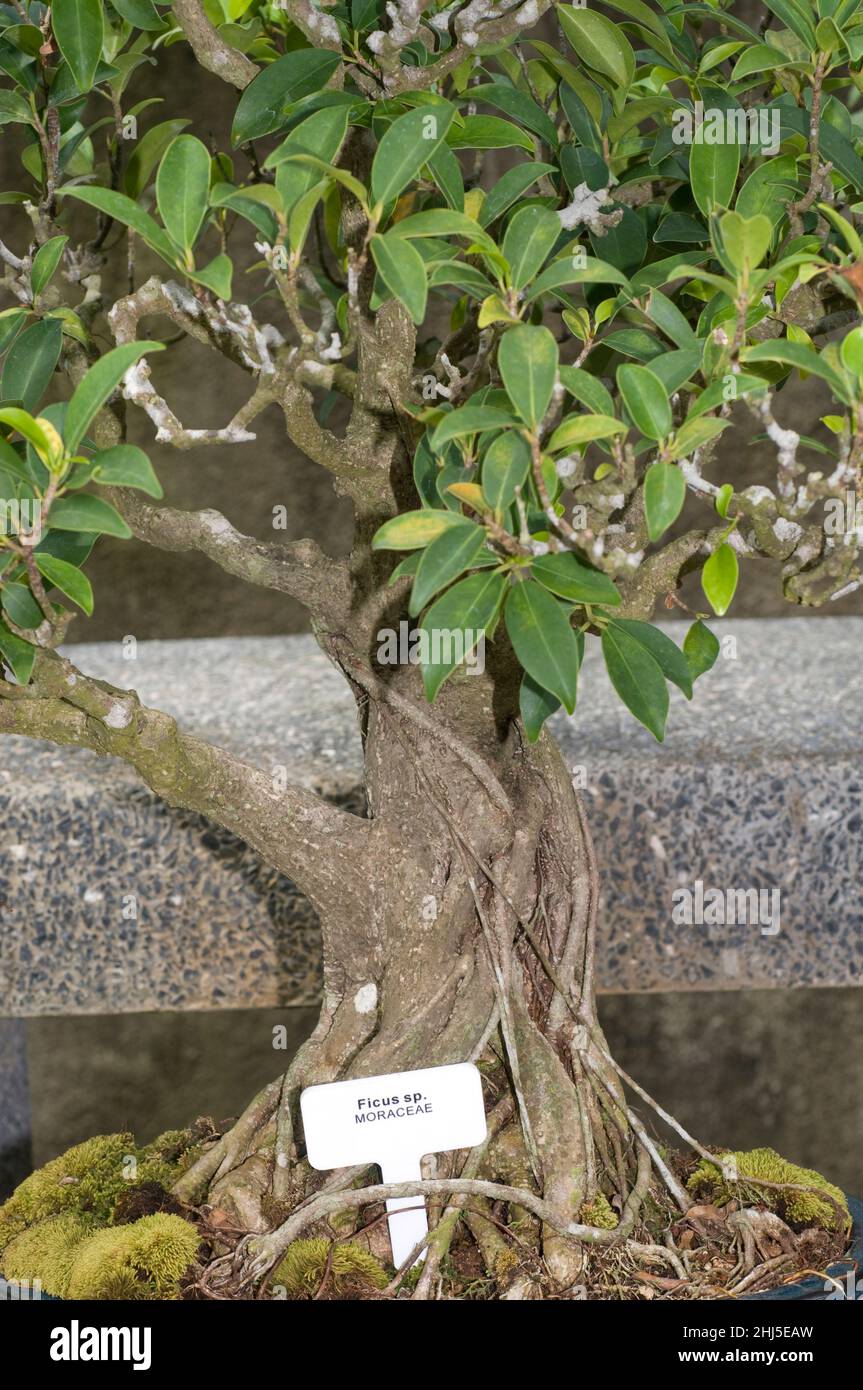 Dwarf Fig tree, Ficus sp, Singapore Botanic Gardens, Singapore Stock Photo