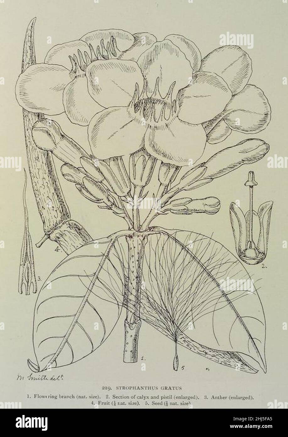 Strophanthus gratus-1906. Stock Photo