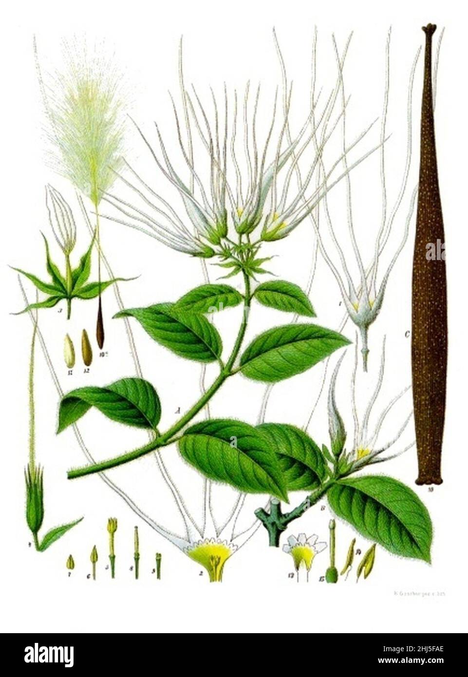 Strophanthus hispidus - Köhler–s Medizinal-Pflanzen-131. Stock Photo