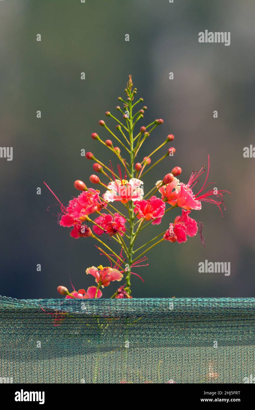 Gulmohar flower Stock Photo