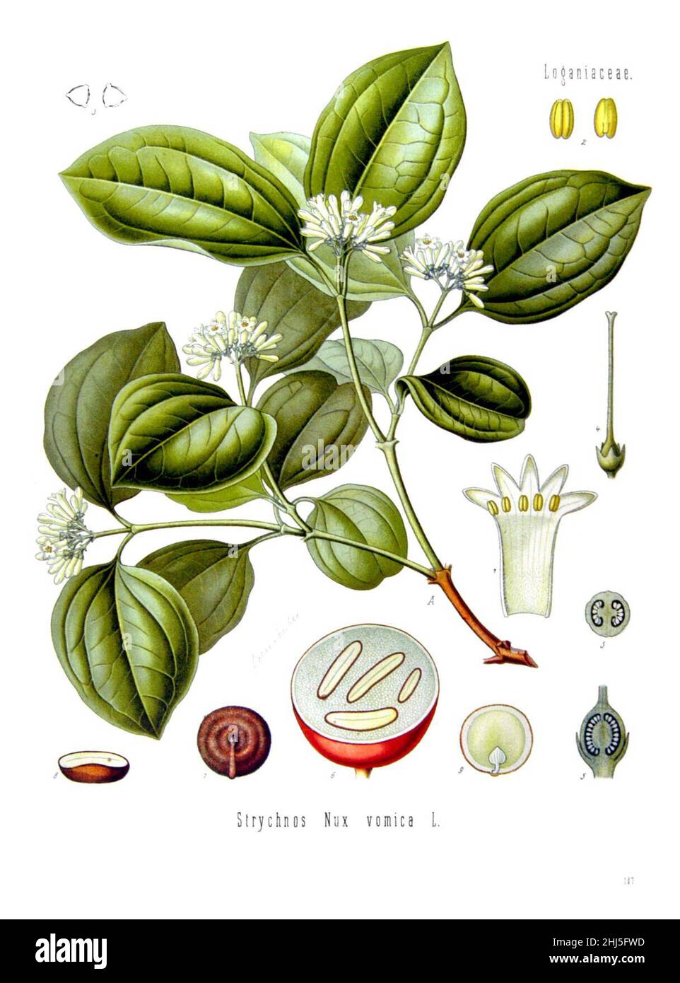 Strychnos nux-vomica - Köhler–s Medizinal-Pflanzen-266. Stock Photo