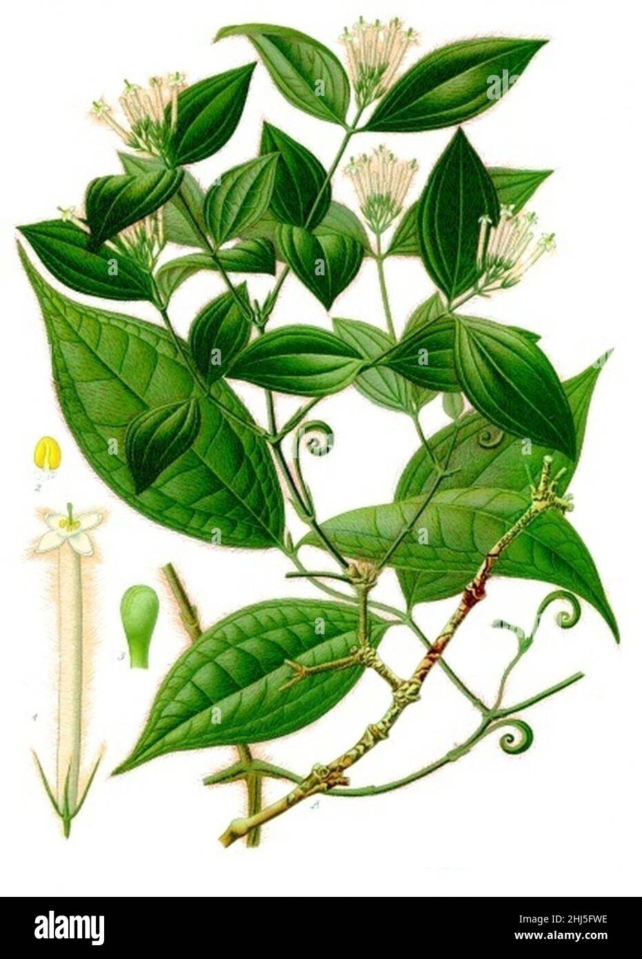 Strychnos toxifera - Köhler–s Medizinal-Pflanzen-267. Stock Photo