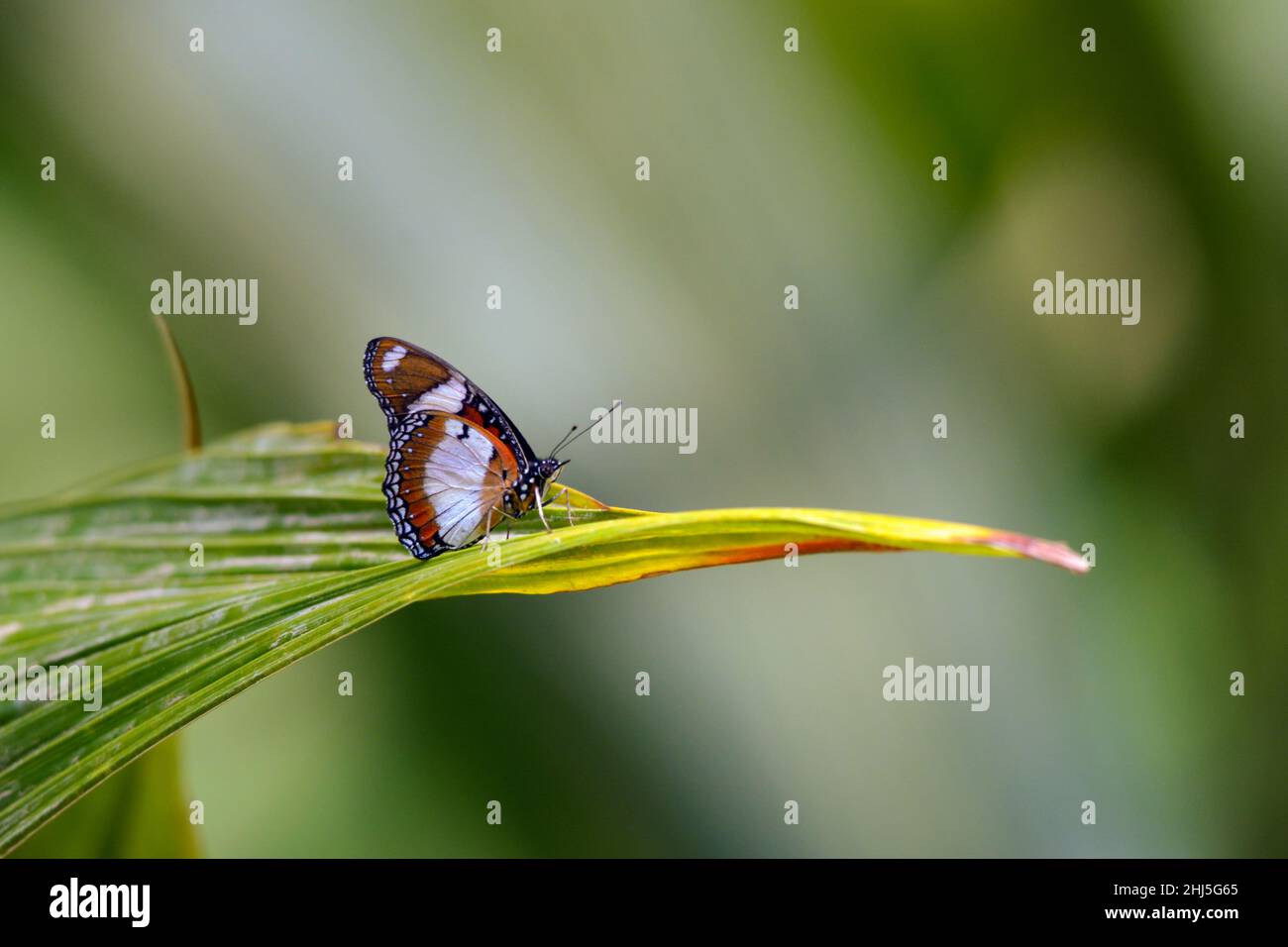 Beautiful butterfly sitting alone Stock Photo