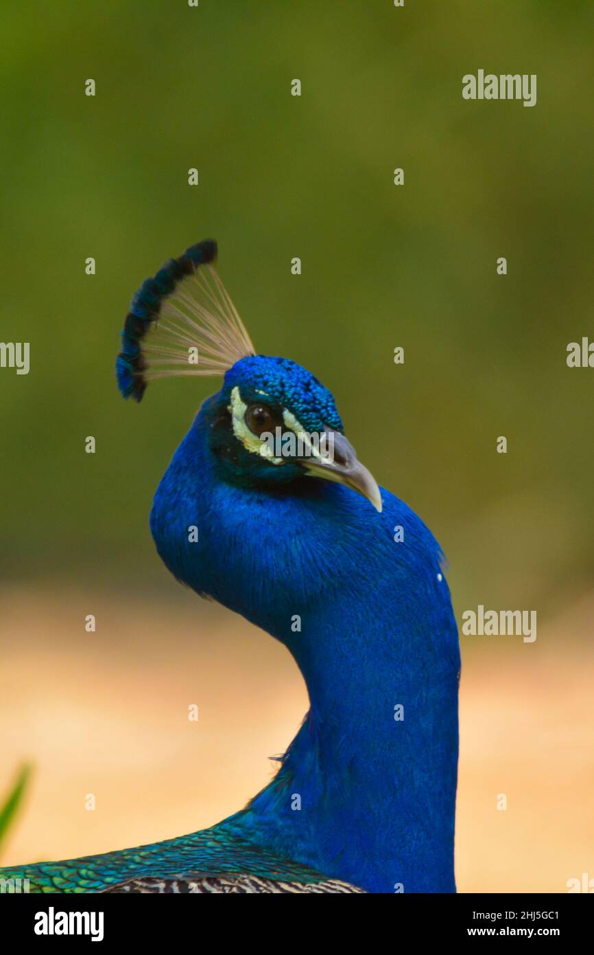 Peacock close up head shot Stock Photo - Alamy