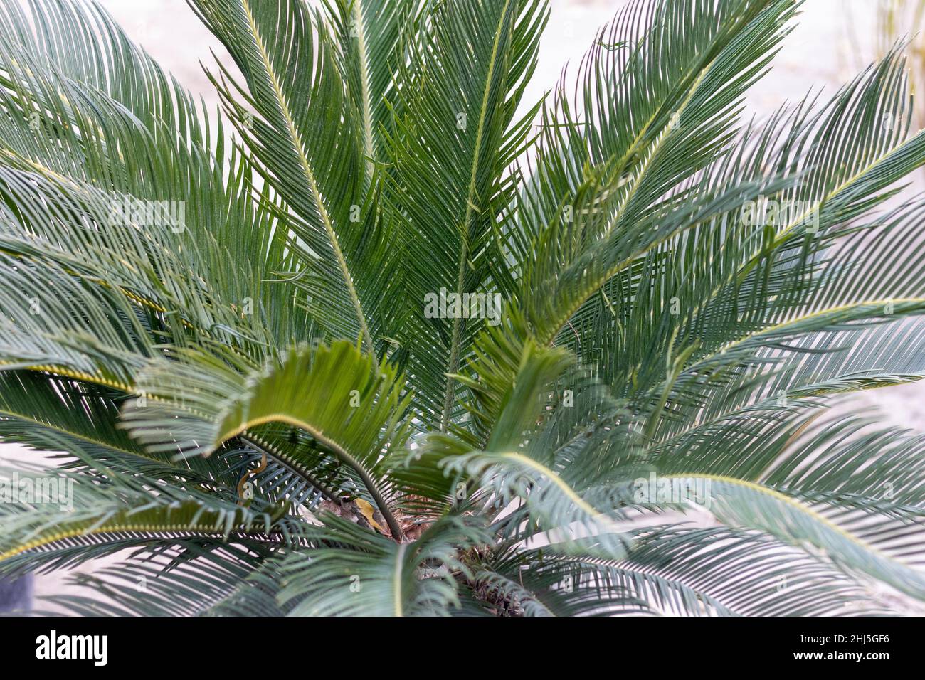 Sago palm tree closeup view Stock Photo