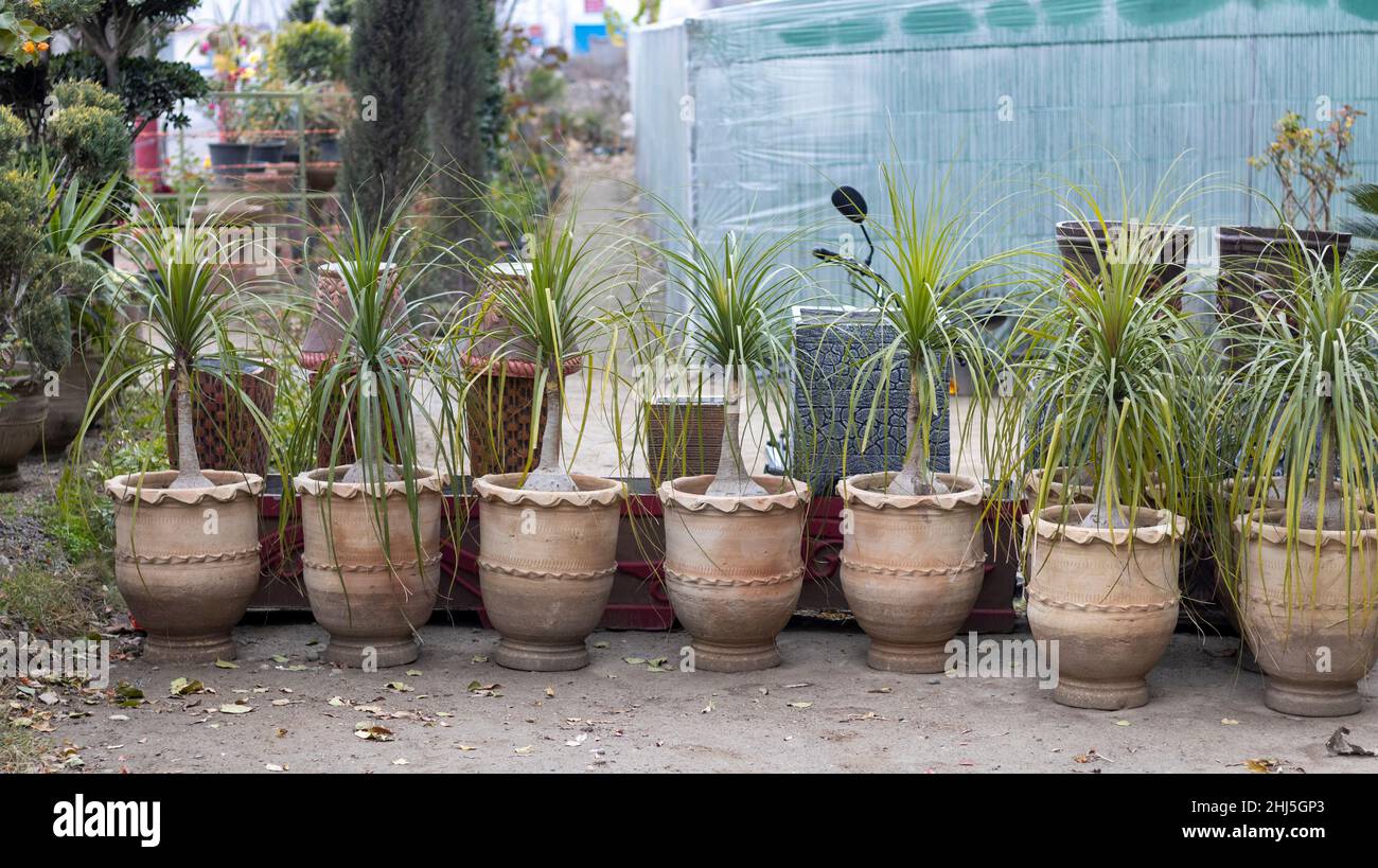 Beacarnea recurvata ponytail palm plants in a large pots Stock Photo