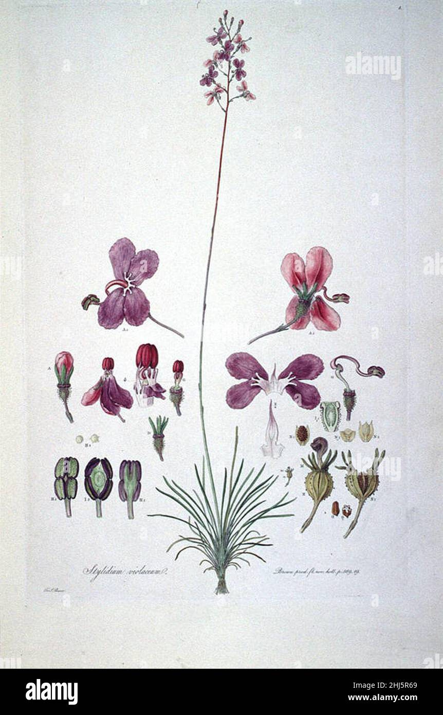Stylidium violaceum (Illustrationes Florae Novae Hollandiae plate 5). Stock Photo