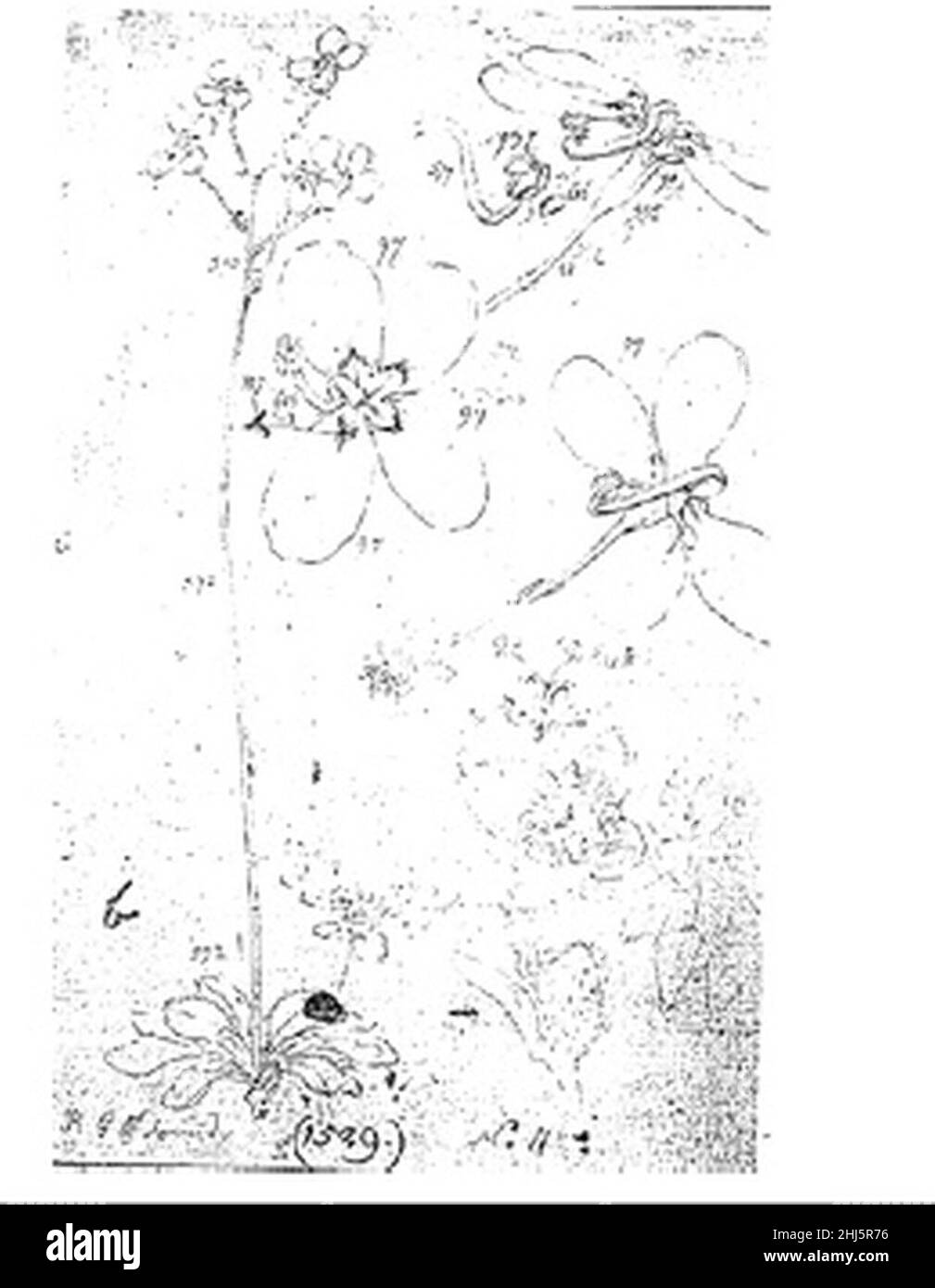Stylidium spathulatum - Bauer sketches. Stock Photo