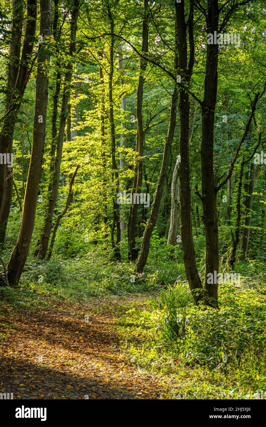 Sentier dans la forêt de Boulogne, à proximité de Conteville-les-Boulogne. Pas-de-Calais. Stock Photo