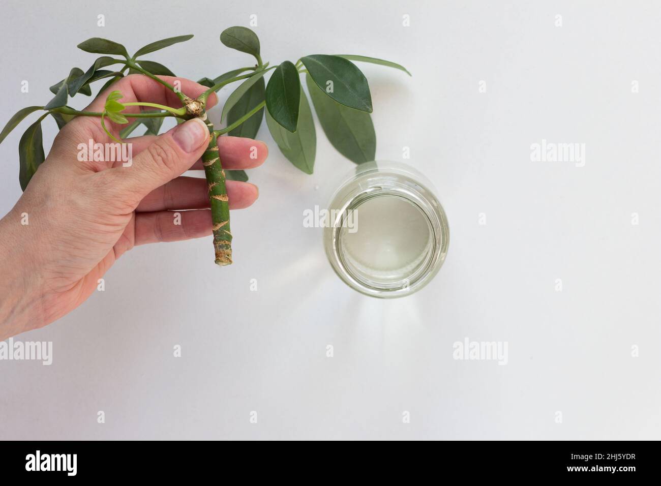Woman hand holding cutting of Schefflera arboricola or dwarf umbrella tree named and water in bottle to put it into for rooting on white background Stock Photo