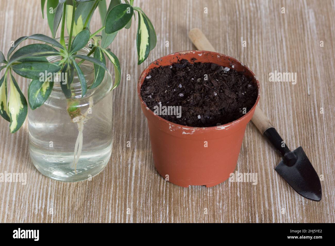 Cutting with root of Schefflera arboricola or dwarf umbrella tree named in bottle of water and pot with soil for planting on wooden background Stock Photo