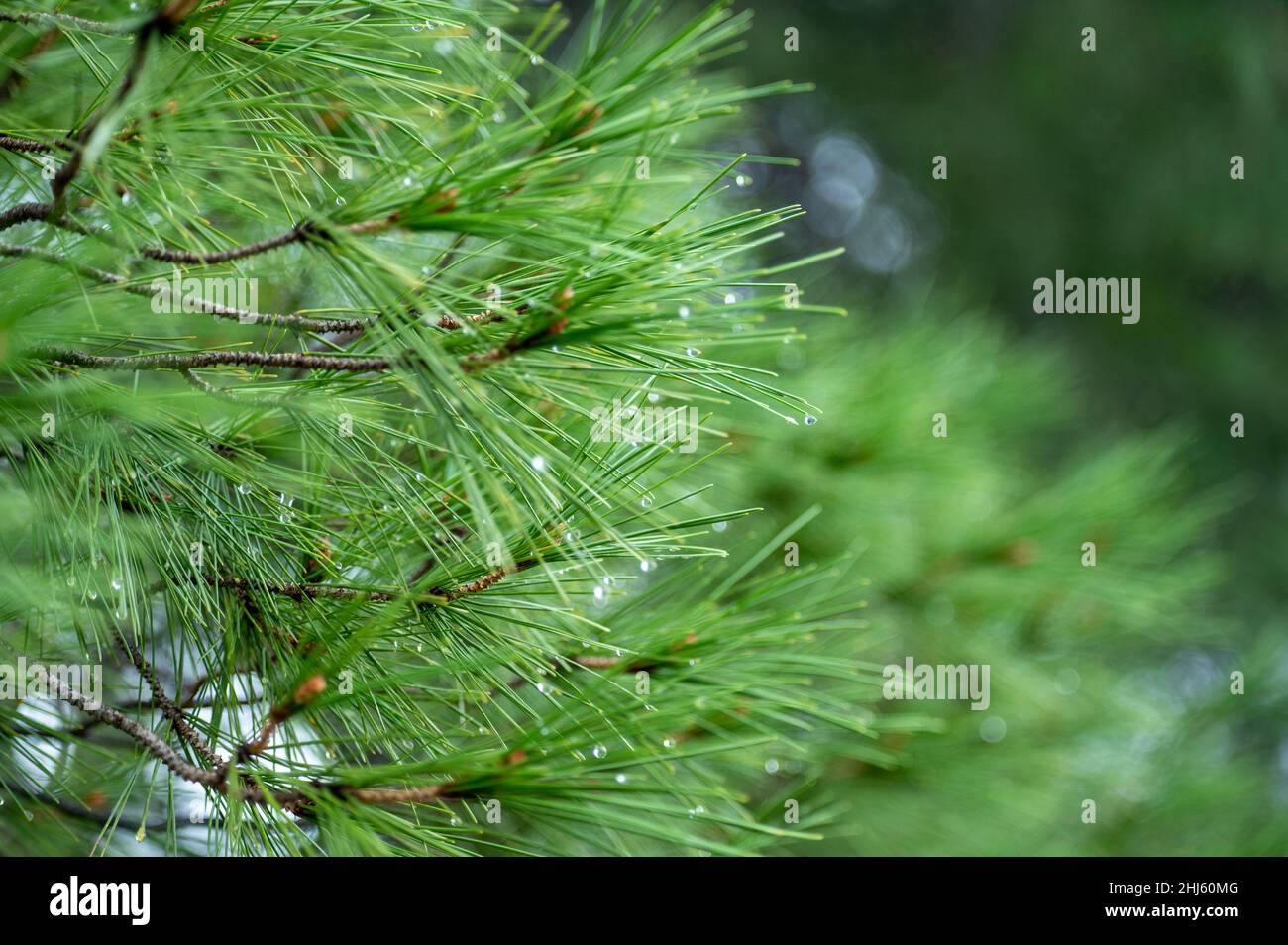 pine branches after rain. wet pine branches after rain close up. Raindrops on a pine needle. Natural blurred background with needles twigs and drops a Stock Photo