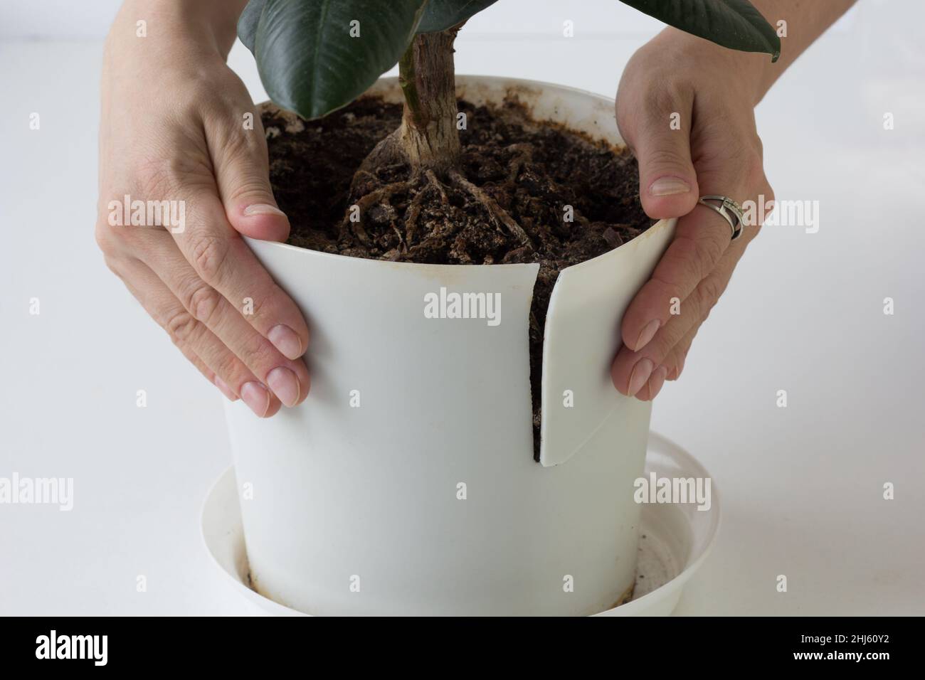 Woman hands holding cracked plastic pot with flower because of big root