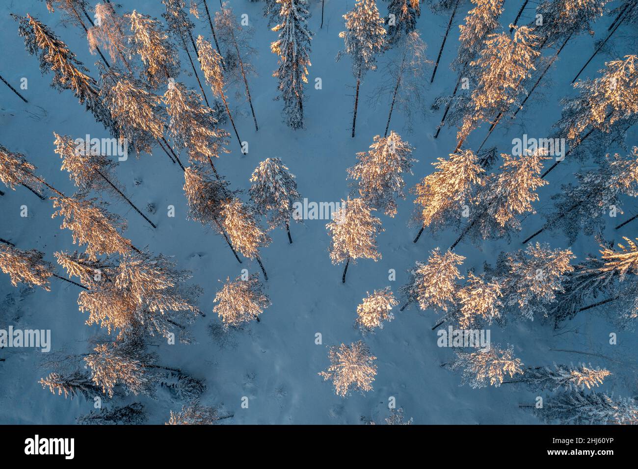 Aerial view of pine forest in winter. Snow covered trees Stock Photo