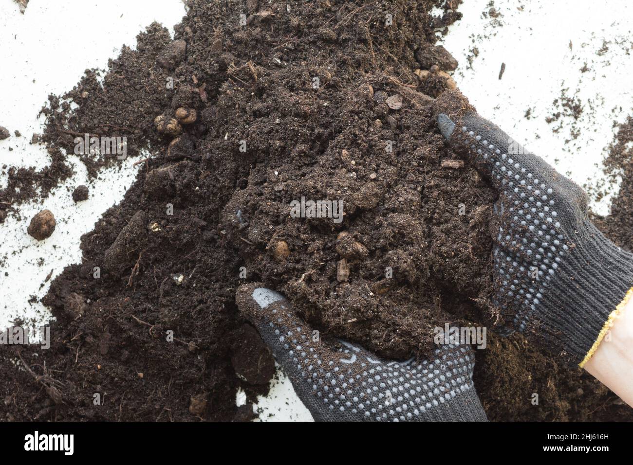 Woman hands in gloves holding soil for planting on white background Stock Photo