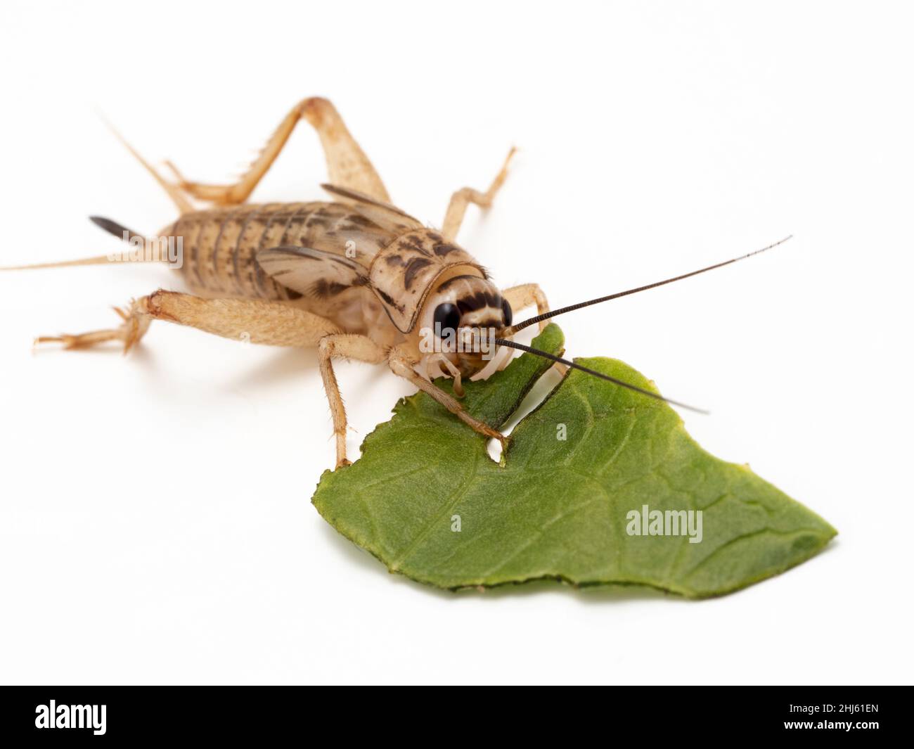 Subadult house cricket (Acheta domesticus) feeding on a piece of lettuce leaf. Isolated. This species is a standard feeder insect for the pet and rese Stock Photo