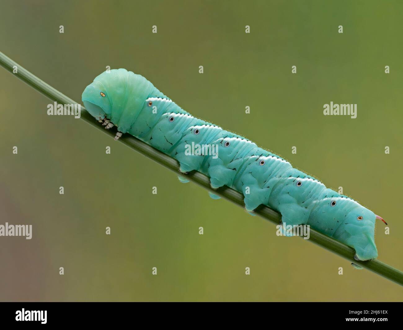 tobacco hornworm crawling on a plant stem. This is the caterpillar of