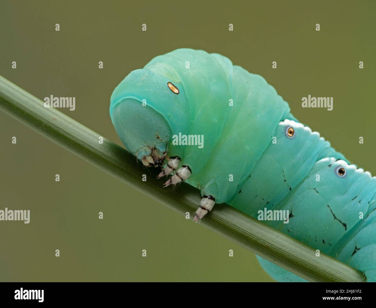 Close-up of a tobacco hornworm, the caterpillar of the tobacco hawk moth (Manduca sexta). These larvae are feeder insects for the pet industry and com Stock Photo