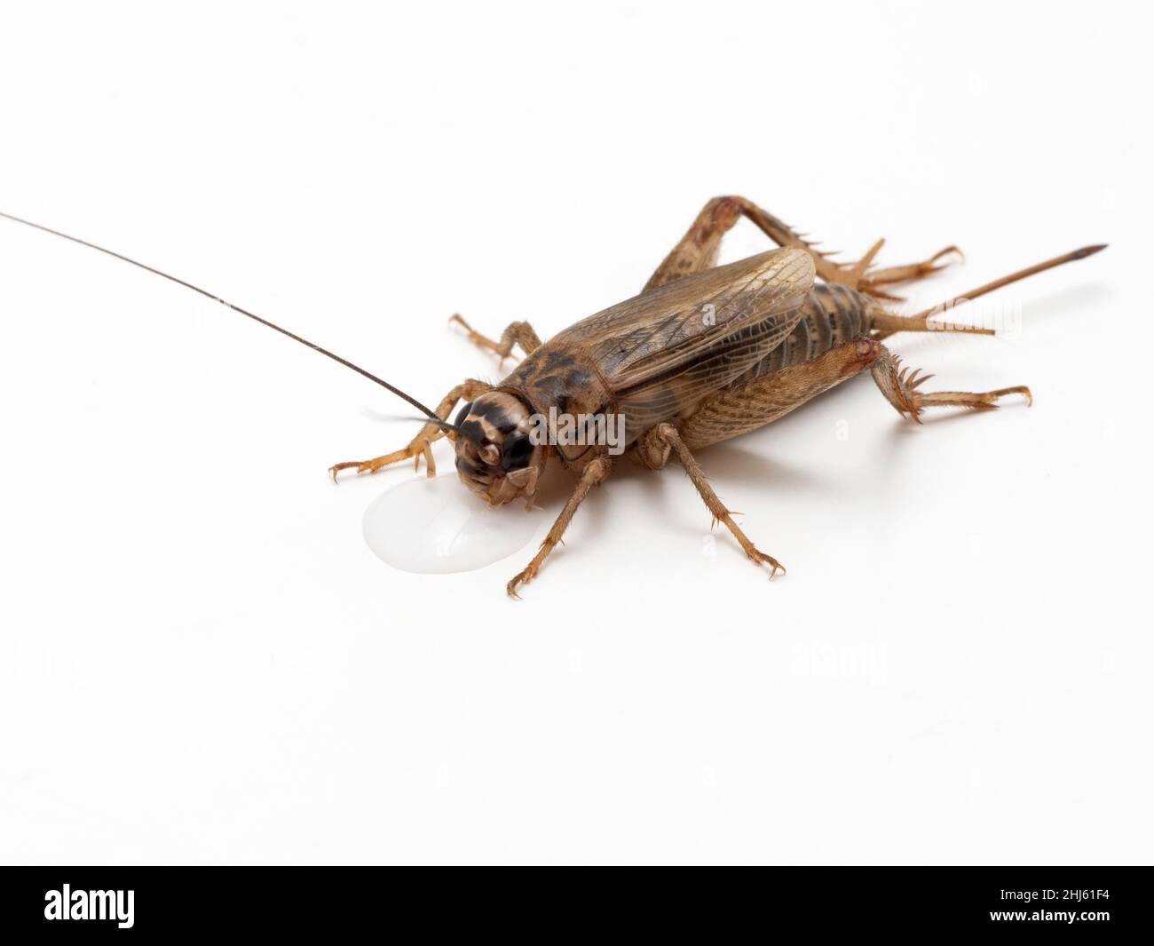 Adult female house cricket (Acheta domesticus) drinking from a drop of water. Isolated. This species is a standard feeder insect for the pet and resea Stock Photo