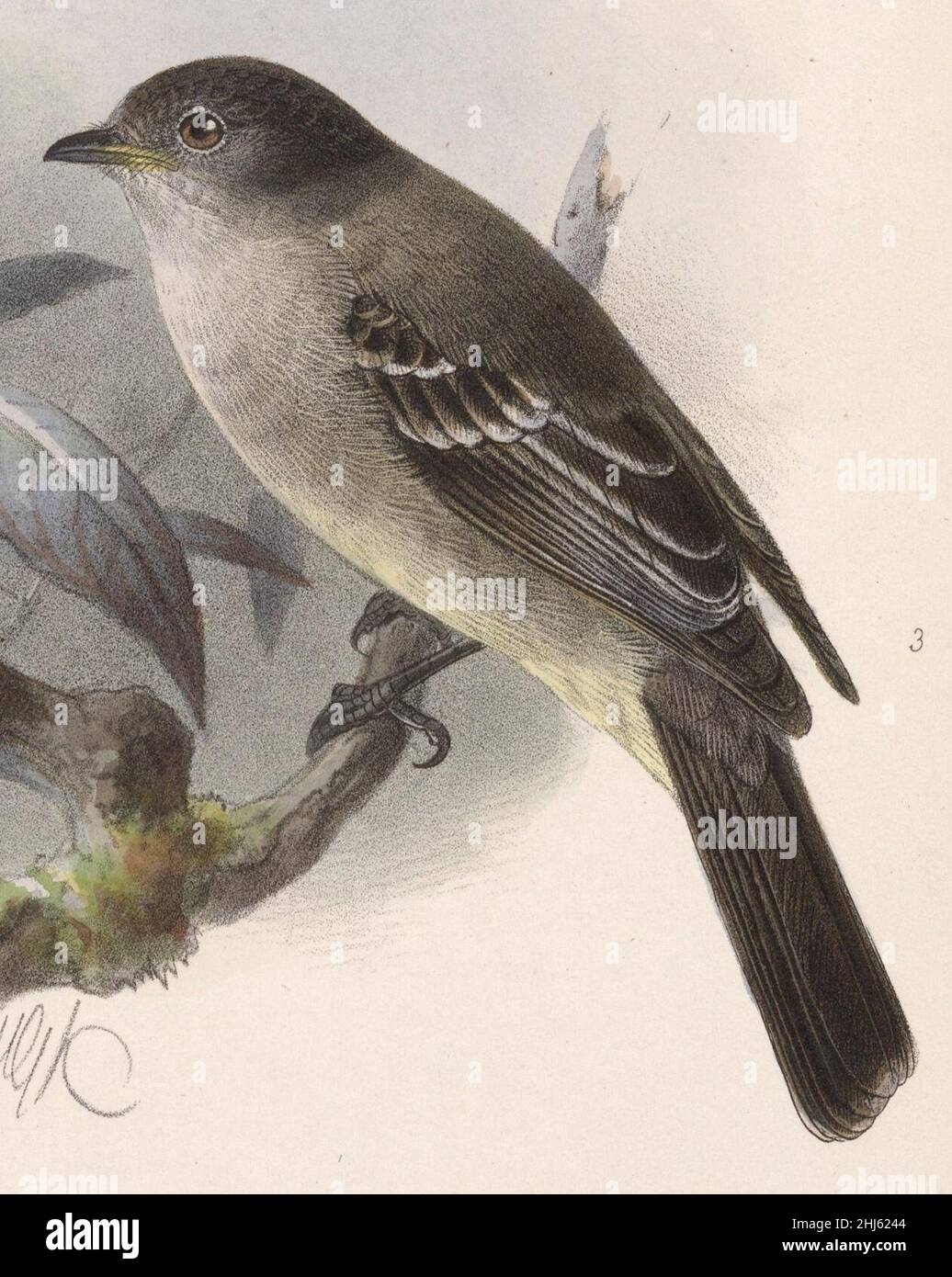 Sublegatus arenarum 1902 Stock Photo Alamy