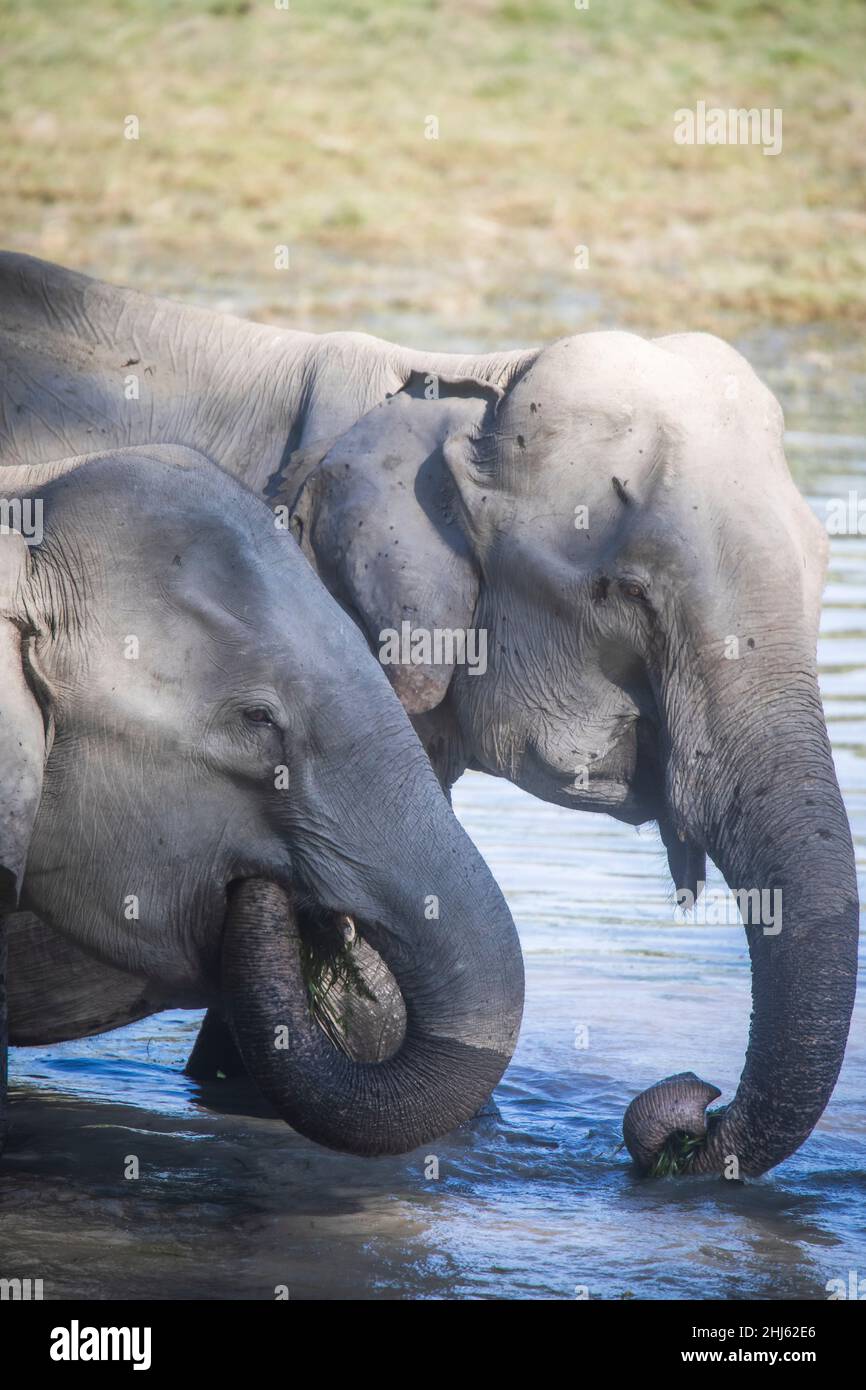 Asiatic Elephant, Elephas maximus indicus, Kaziranga Tiger Reserve, Assam, India Stock Photo